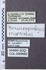 Etiketten zu Hemicrepidius inornatus (NHMW-ZOO-COL-0008962)